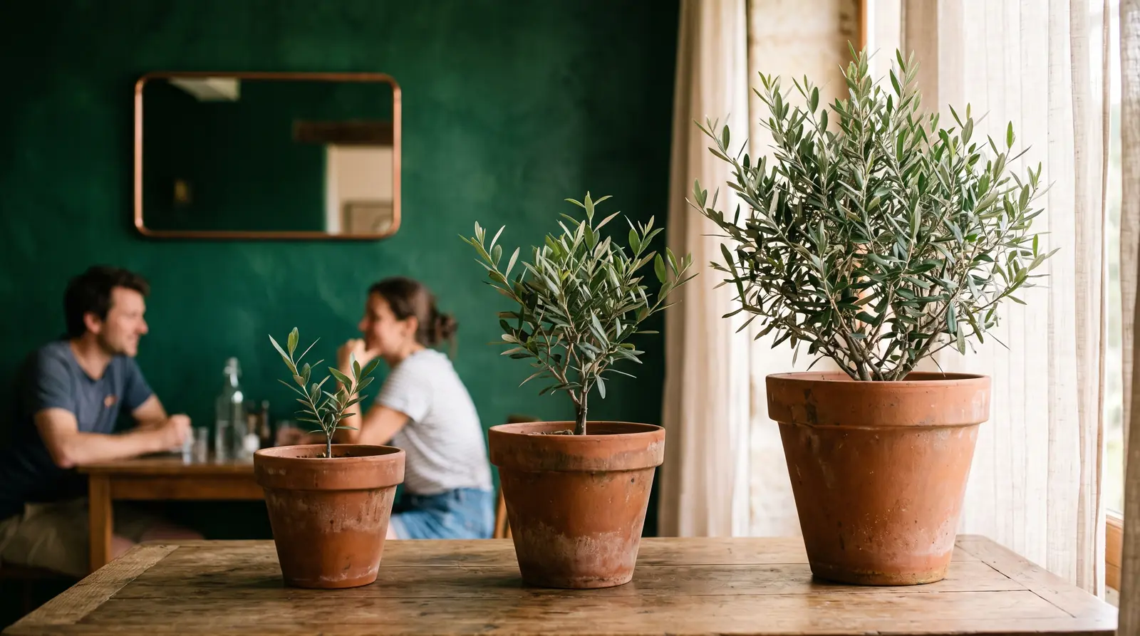 Three potted olive trees at three stages of growth, an image of the three Click First plans